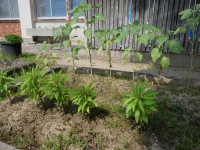 P1000312HP