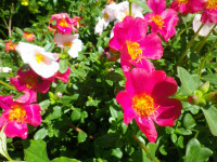 IMGP0075