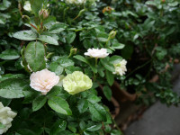 P1015103
