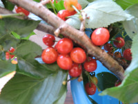 DSCN6350