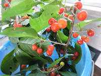 DSCN6352