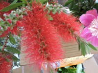 DSCN6547