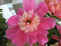 DSCN6545