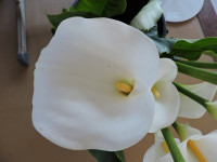 DSCN6546