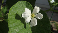P7230381